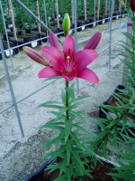 [1656 Batistelo No02.JPG]